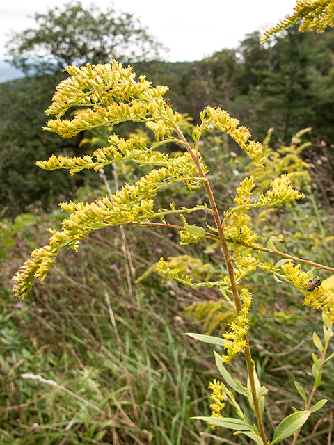 Solidago altissima (Tall goldenrod) #67418