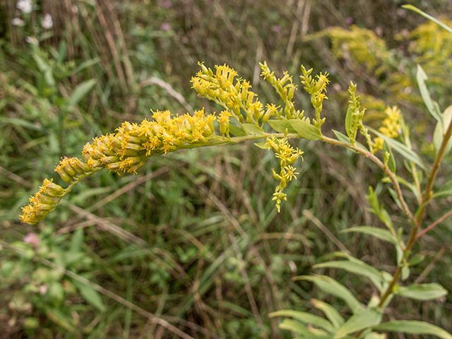 Solidago altissima (Tall goldenrod) #67419