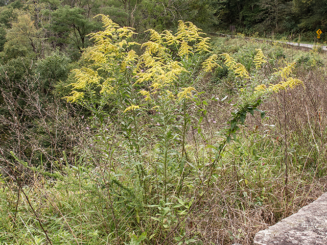 Solidago altissima (Tall goldenrod) #67420