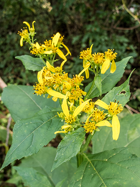 Verbesina occidentalis (Yellow crownbeard) #67428