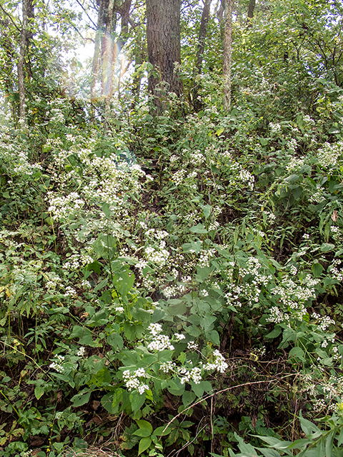 Ageratina altissima var. roanensis (Appalachian white snakeroot) #67429