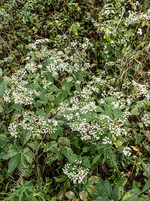 Ageratina altissima var. roanensis (Appalachian white snakeroot) #67430