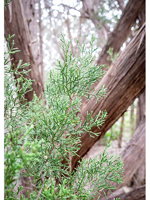 Juniperus ashei (Ashe juniper) #83283