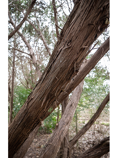 Juniperus ashei (Ashe juniper) #83284