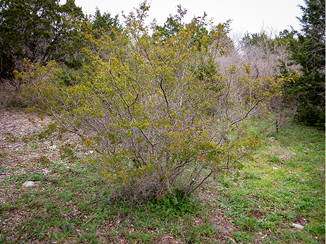 Vachellia rigidula (Blackbrush acacia) #83289