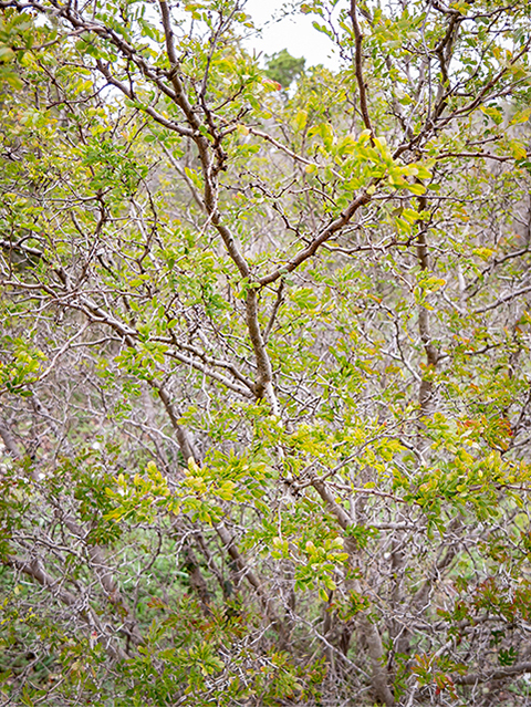 Vachellia rigidula (Blackbrush acacia) #83290