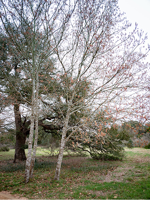 Quercus buckleyi (Texas red oak) #83292