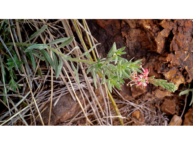 Oenothera suffrutescens (Scarlet beeblossom) #83327