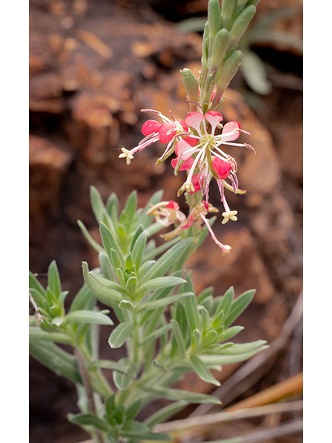 Oenothera suffrutescens (Scarlet beeblossom) #83328