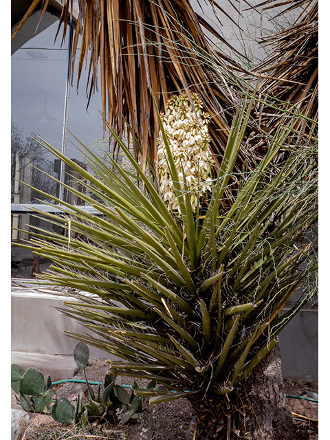 Yucca faxoniana (Faxon yucca) #83330