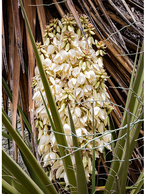 Yucca faxoniana (Faxon yucca) #83331