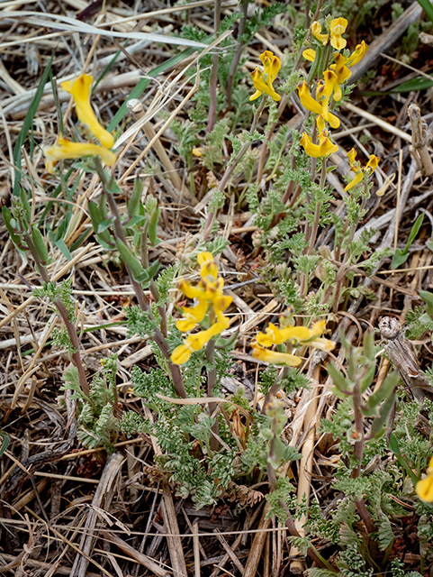 Corydalis curvisiliqua (Curvepod fumewort) #83334