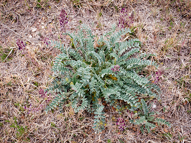 Astragalus mollissimus (Woolly locoweed) #83335