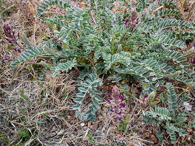 Astragalus mollissimus (Woolly locoweed) #83336