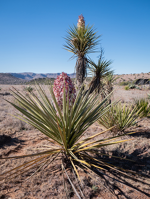 Yucca torreyi (Torrey yucca) #83339