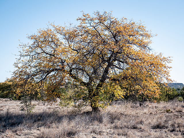 Quercus emoryi (Emory oak) #83343