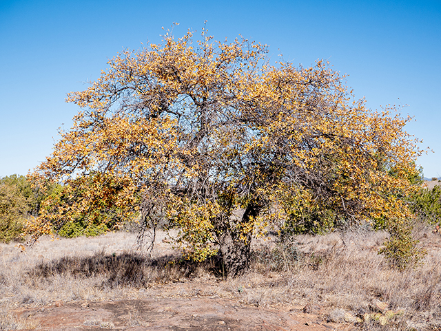 Quercus emoryi (Emory oak) #83344