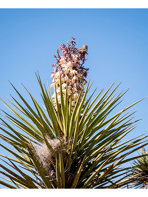 Yucca torreyi (Torrey yucca) #83347