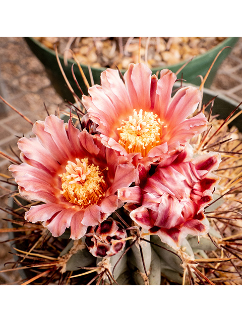 Glandulicactus uncinatus (Chihuahuan fishhook cactus) #83353
