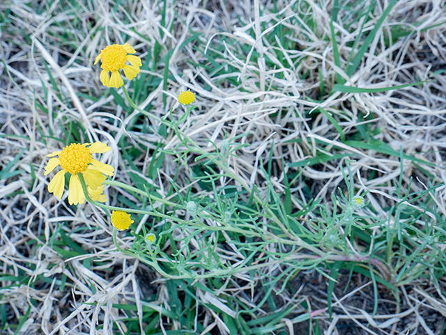 Helenium amarum (Yellow sneezeweed) #83359