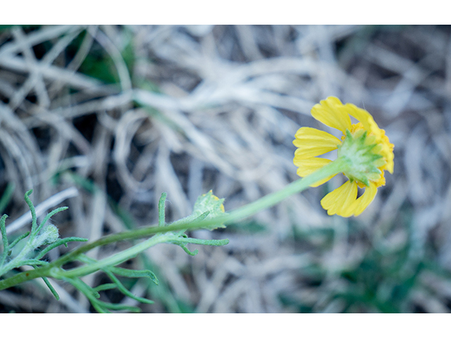 Helenium amarum (Yellow sneezeweed) #83361