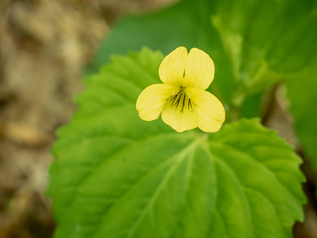 Viola pubescens (Downy yellow violet) #83395