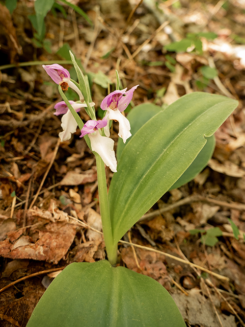 Galearis spectabilis (Showy orchid) #83396
