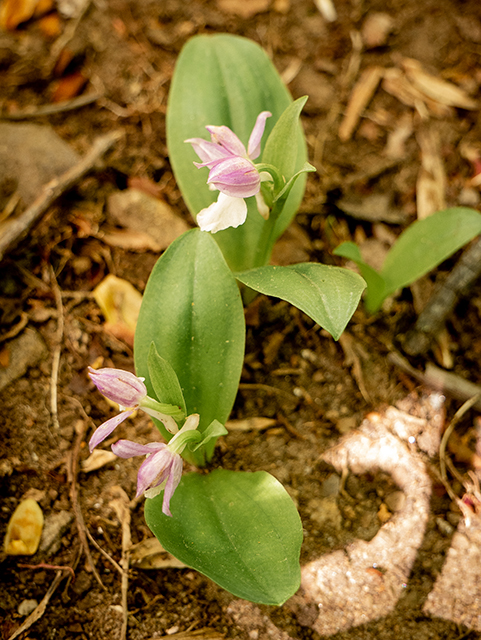 Galearis spectabilis (Showy orchid) #83397
