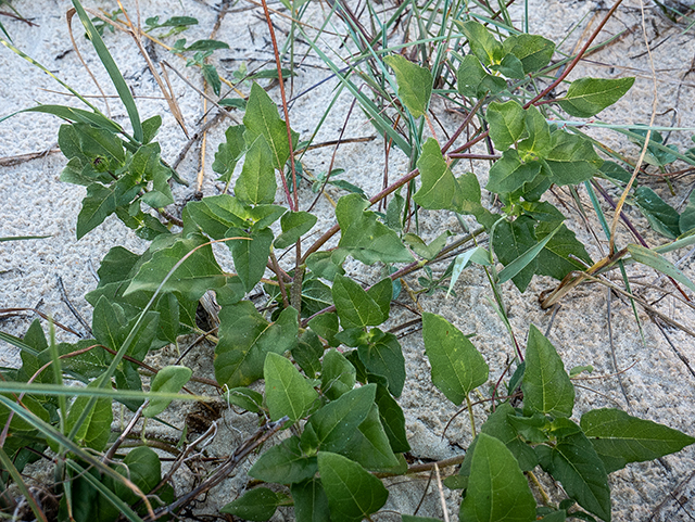 Helianthus debilis ssp. cucumerifolius (Cucumberleaf sunflower) #83415