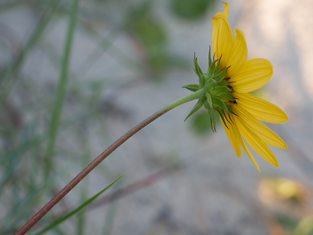Helianthus debilis ssp. cucumerifolius (Cucumberleaf sunflower) #83416