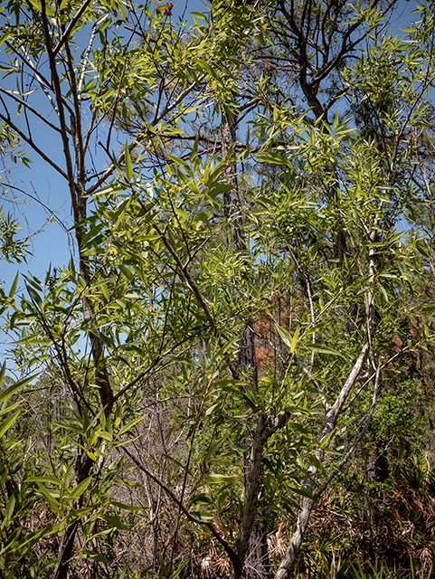 Salix caroliniana (Coastal plain willow) #83424