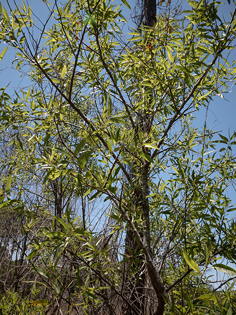Salix caroliniana (Coastal plain willow) #83425