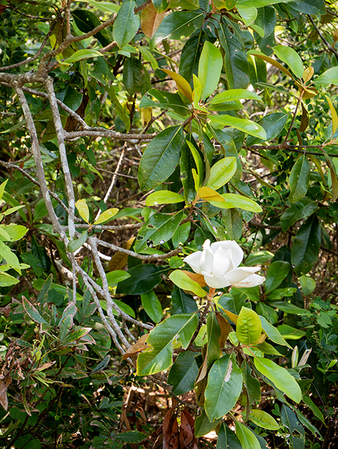Magnolia grandiflora (Southern magnolia) #83428