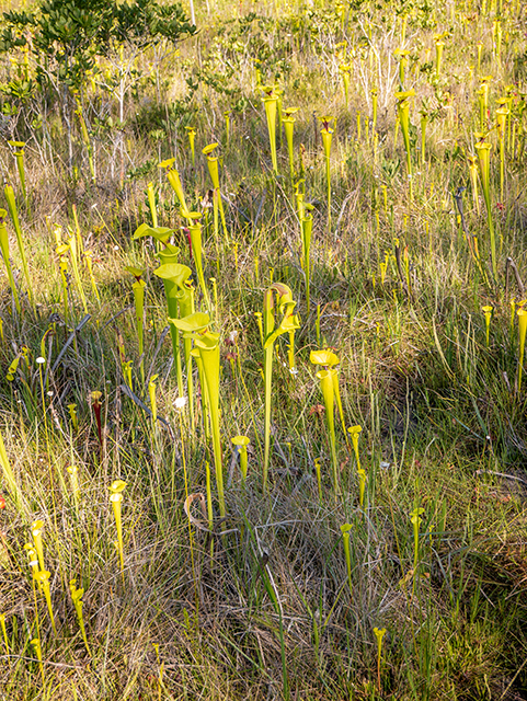 Sarracenia flava (Yellow pitcherplant) #83438