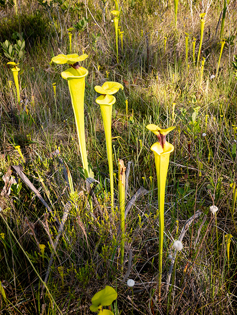 Sarracenia flava (Yellow pitcherplant) #83439