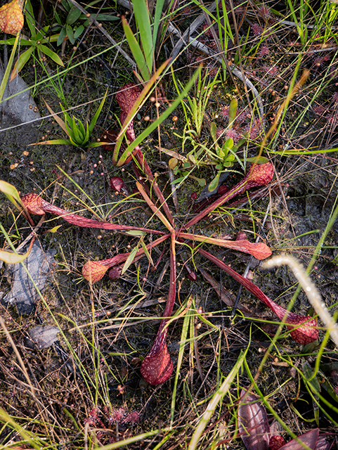 Sarracenia psittacina (Parrot pitcherplant) #83440