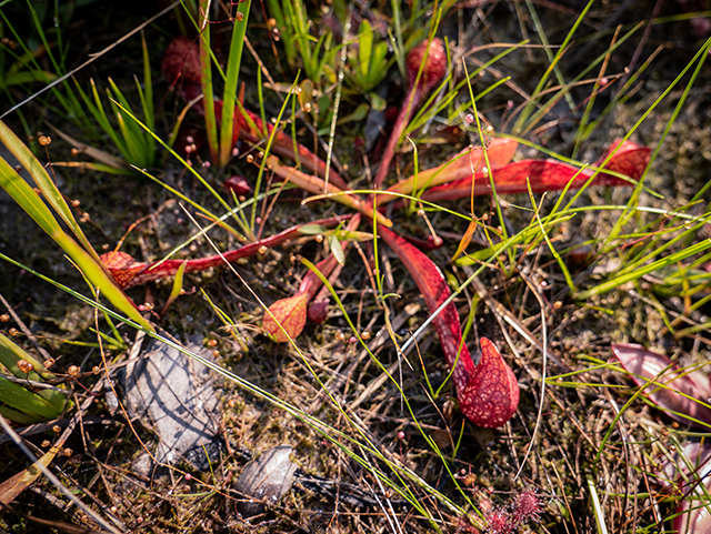 Sarracenia psittacina (Parrot pitcherplant) #83441