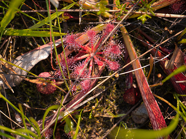 Drosera capillaris (Pink sundew) #83442