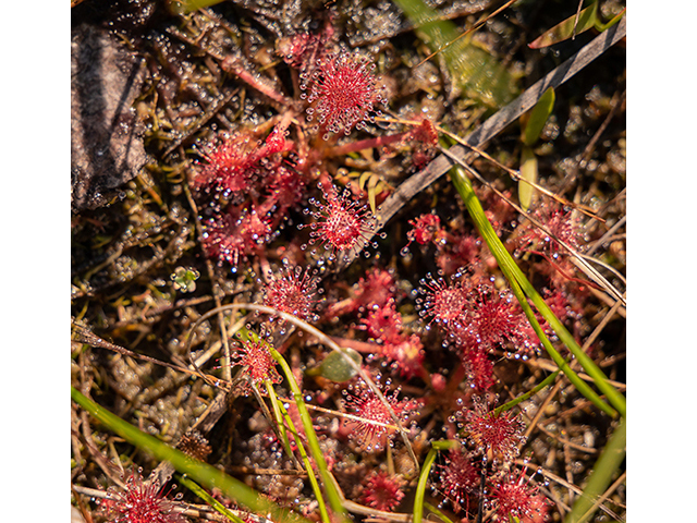 Drosera capillaris (Pink sundew) #83443