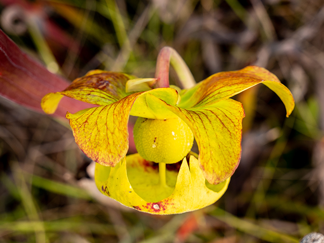 Sarracenia flava (Yellow pitcherplant) #83444