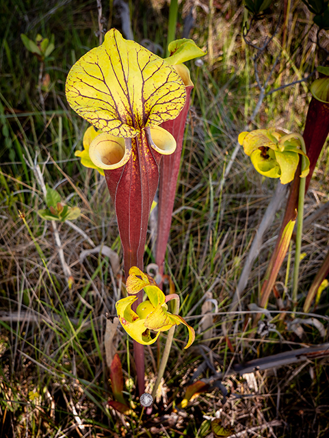 Sarracenia flava (Yellow pitcherplant) #83445