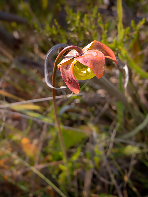 Sarracenia psittacina (Parrot pitcherplant) #83447