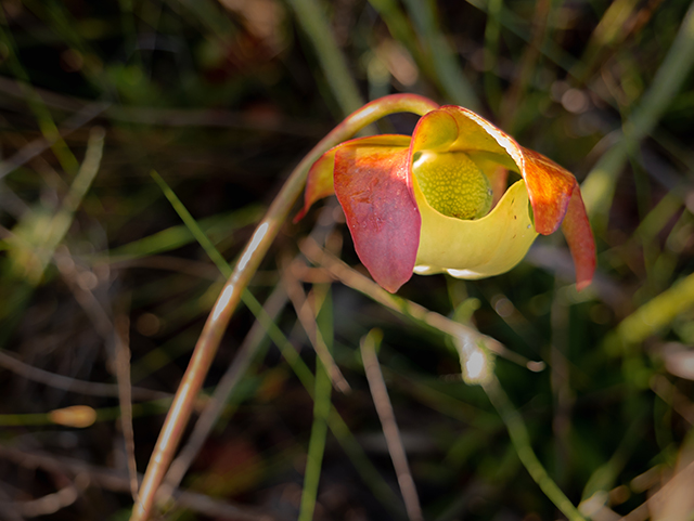 Sarracenia psittacina (Parrot pitcherplant) #83448