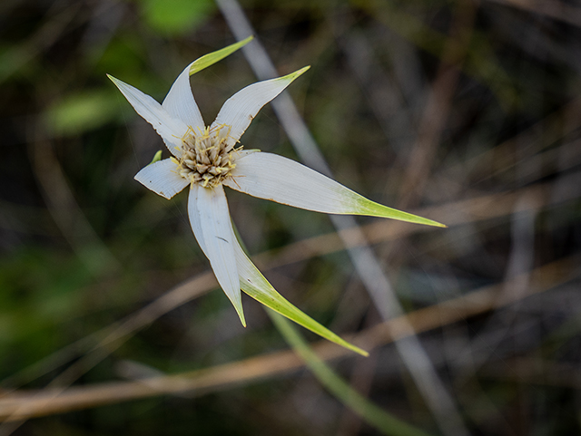 Rhynchospora latifolia (Sand-swamp whitetop sedge) #83458
