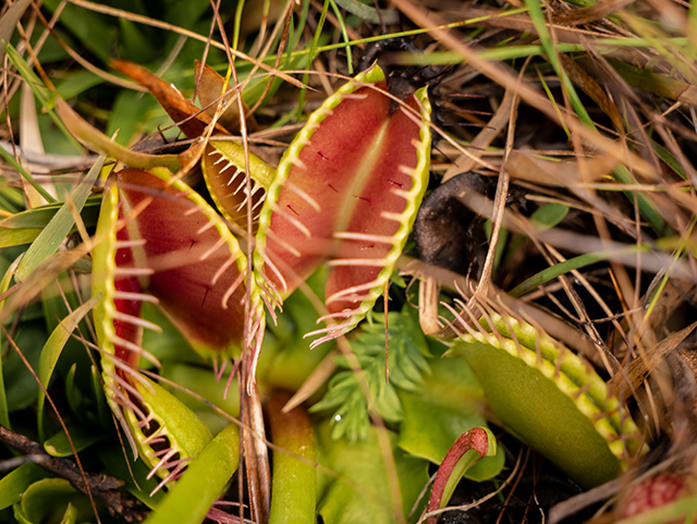 Dionaea muscipula (Venus flytrap) #83466