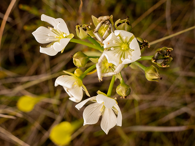 Lachnanthes caroliana (Carolina redroot) #83467
