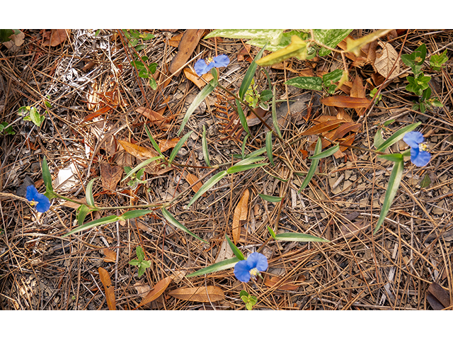 Commelina erecta var. angustifolia (Whitemouth dayflower) #83482