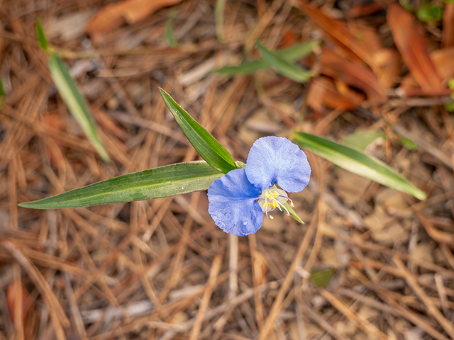 Commelina erecta var. angustifolia (Whitemouth dayflower) #83483
