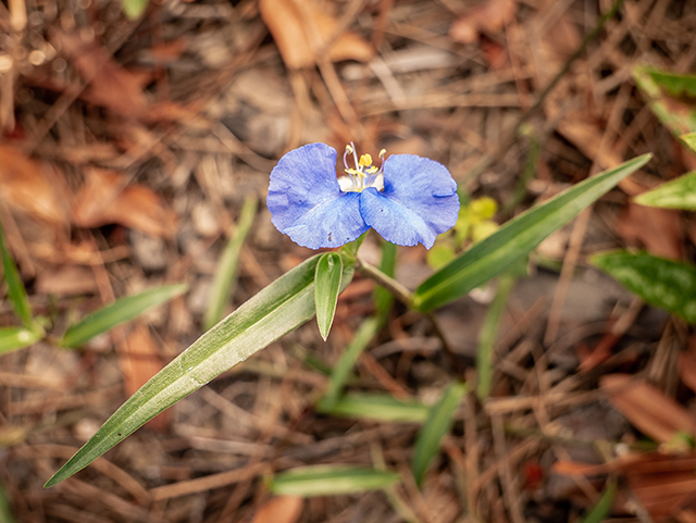 Commelina erecta var. angustifolia (Whitemouth dayflower) #83484