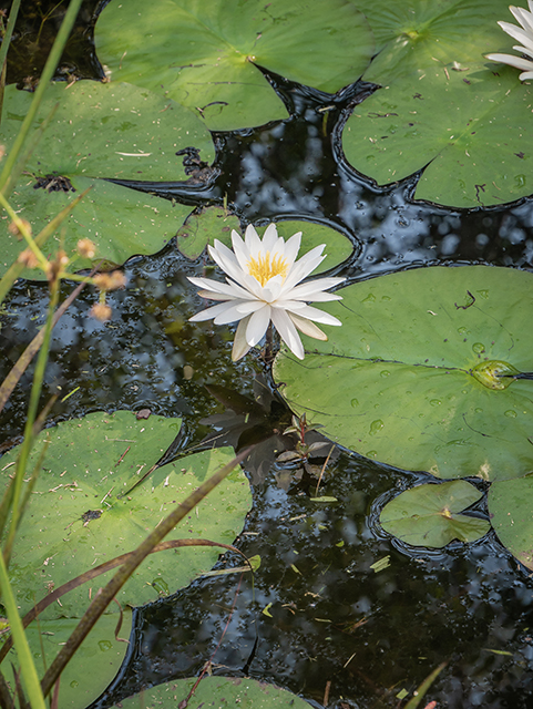 Nymphaea odorata (American white water-lily) #83497